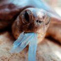 Track Balloon Debris and Clean Up the Beach Turtle Melboure Australia Zoo